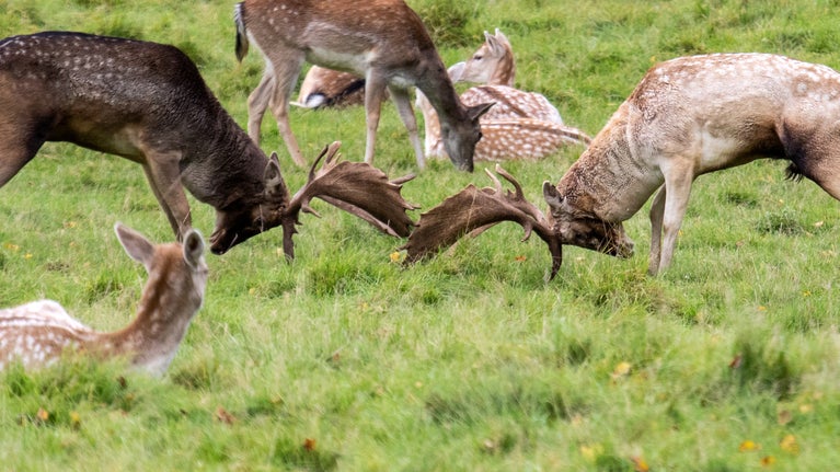 Bucks Rutting at Charlecote Park, Warwickshire